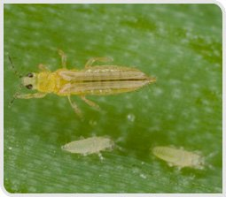 Thrips adultes et larves sur oignon