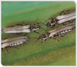 Thrips de l’oignon – Photos CTIFL