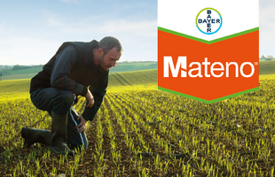 Mateno® réinvente le désherbage d’automne sur blé tendre d’hiver pour encore plus d’efficacité et de rentabilité