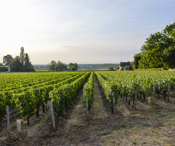 Le sens de la vigne