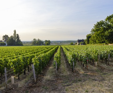 Le sens de la vigne