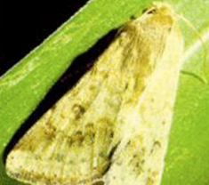 Noctuelle défoliatrice