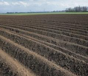 Champs-pomme-terre-plantation