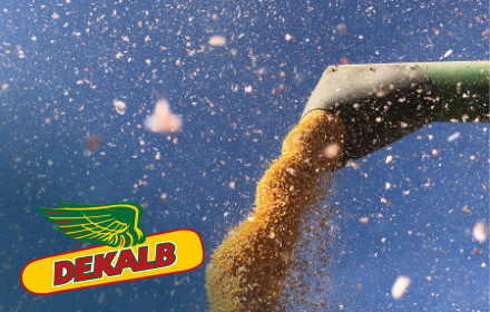 Dekalb Guide 2021-2022