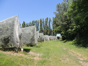 verger et lisière sur l'exploitation arboricole