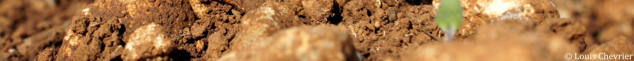 Semis colza, photo en gros plant illustrant une pousse de colza dans un champs
