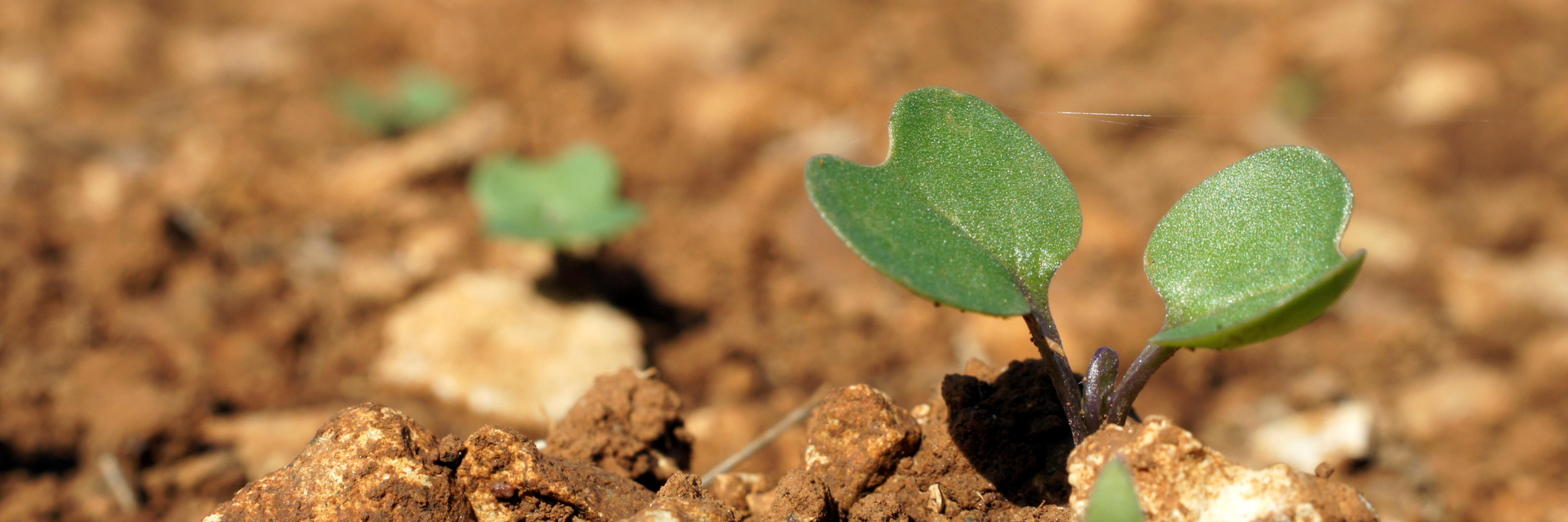 Semis colza, photo en gros plant illustrant une pousse de colza dans un champs