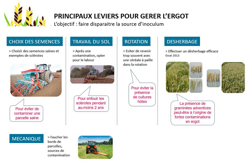 Mateno® dès la pré-levée, levier efficace pour maîtriser l'ergot