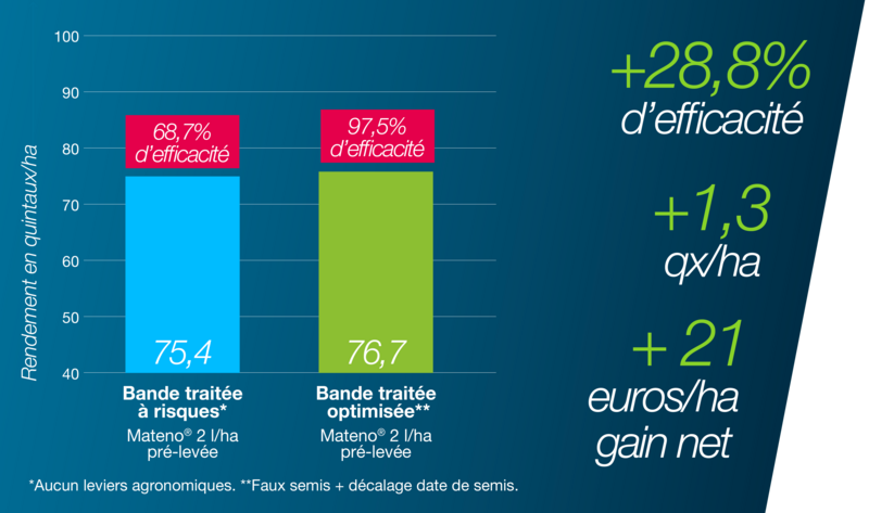 Histogramme comparant l’efficacité du décalage de la date de semis avec un désherbage d’automne et en quintaux par hectare entre une bande traitée à risques et une bande traitée optimisée