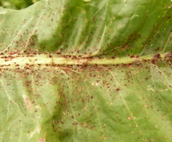 Symptômes de la rouille sur endive