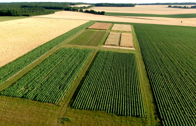 essais de désherbage du blé sur la plateforme Herbinnov de Varaize, dans l'ouest de la France et vision du ciel sur les parcelles