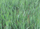 Preuve d'efficacité désherbage sur blé avec l'application de l'herbicide Mateno