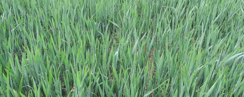 Preuve d'efficacité désherbage sur blé avec l'application de l'herbicide Mateno