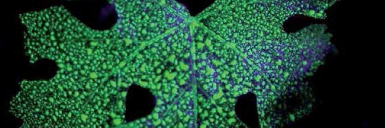 Pulvé'fluo pour une bonne qualité de pulvérisation