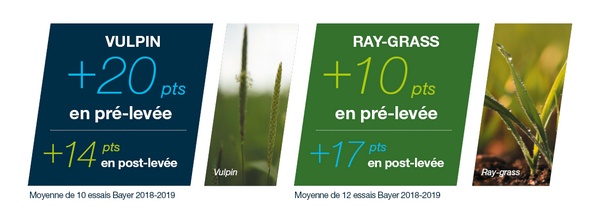 Infographies montrant les gains de points d'efficacité en pré-levée et en post-levée précoce sur vulpin et sur ray-grass avec l'herbicide d'automne blé tendre d'hiver Mateno