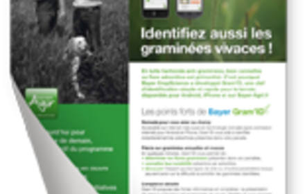 Identifiez aussi les graminées vivaces !