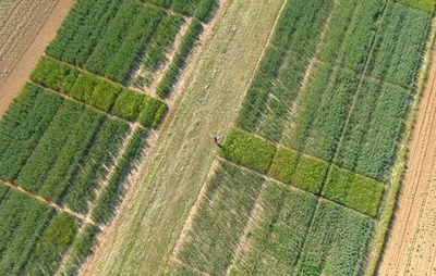 essais de désherbage du blé sur la plateforme Herbinnov de Tilloloy, dans la somme, et vision aérienne
