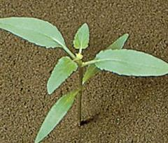 Xanthium strumarium