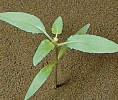 Xanthium strumarium
