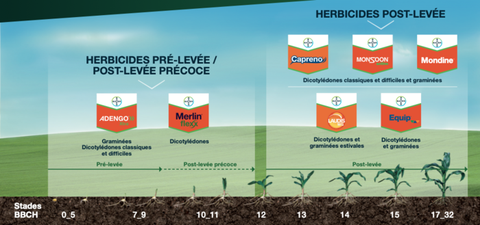 Stratégies de désherbage maïs : un raisonnement en plusieurs étapes