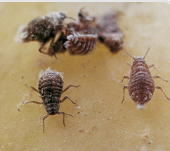 Pucerons lanigères ‘pemphigus bursarius’