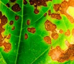 Mildiou sur feuille du melon