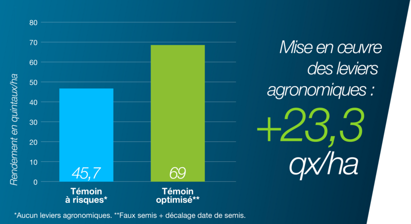 Histogramme comparant l’efficacité du décalage de la date de semis en quintaux par hectare entre un témoin à risques et un témoin optimisé