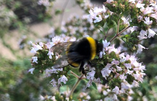 Agriculture et apiculture, Bourdon en train de butiner