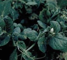 Œuf de Thrips du pois
