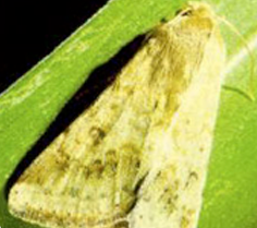 Papillon Noctuelle Papillon Noctuelle