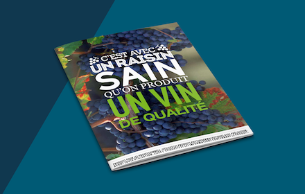 C’est avec un raisin sain qu’on produit un vin de qualité