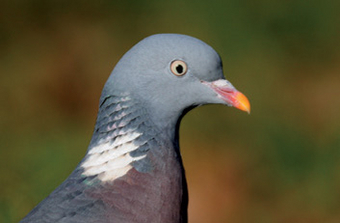 Pigeon ramier