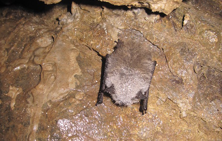 Chauve-souris, espèce Murin inventorié sur la ferme céréalière
