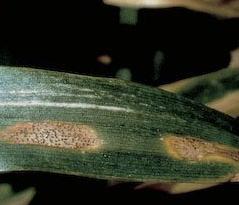 Symptômes de <i>Septoria tritici</i> Symptômes de Septoria tritici