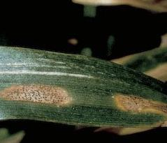 Symptômes de Septoria tritici