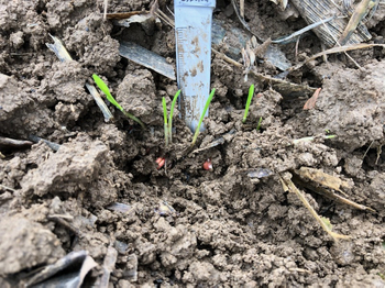 Photo d'un sol labouré où le semis de blé a du mal à lever