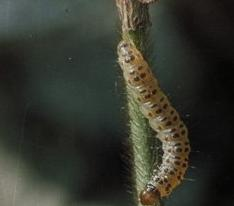 Pyrale du maïs - chenille
