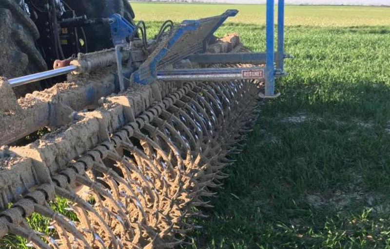 passage de herse étrilles pour enlever les vulpins ou le ray-grass lors du désherbage d'automne