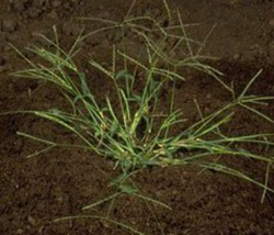 Photo de digitaire sanguine, dite Digitaria sanguinalis, au stade floraison