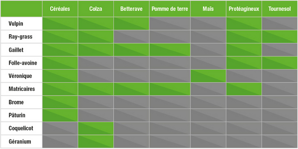 Infographie présentant la nuisibilité des dix adventices les plus observées en blé sur la rotation des cultures