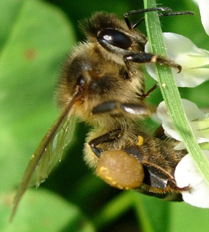 agriculture et apiculture : abeille sur un trèfle blanc, en train de récolter du pollen pour le stocker