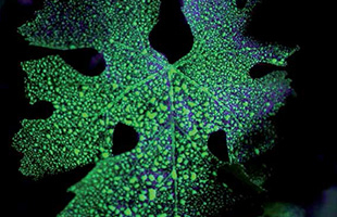 Pulvé’Fluo révèle la qualité de la pulvérisation
