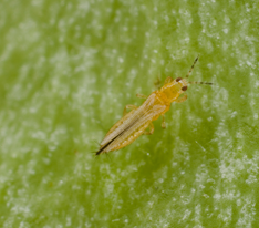 Thrips nymphe sur melon