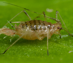 Puceron de la salade