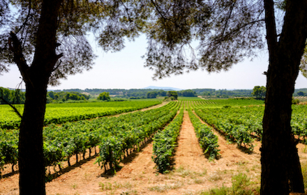 Ruche connectée installée dans une vigne