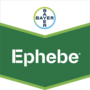 Ephebe ®