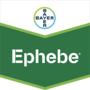 Ephebe ®