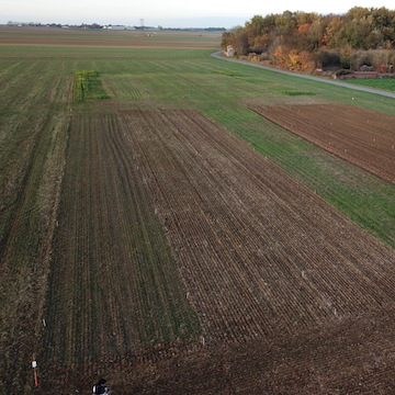 parcelle agricole infestée par du vulpin présentant un début de résistance