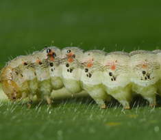 Chenille défoliatrice sur tomate