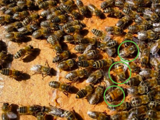 Essaim d’abeilles rythmé par les saisons : abeilles métisses au milieu d’abeilles noires